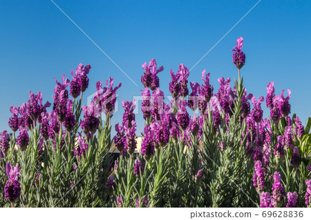 European lavender and purple blooming flowers European lavender and purple blooming flowers 69628836