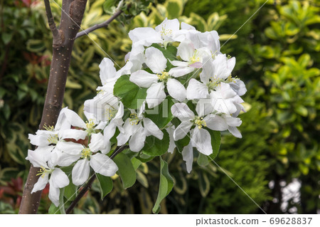 Blooming flower from granny Smith apple dwarf tree Blooming flower from granny Smith apple dwarf tree 69628837