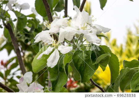 Blooming flower from granny Smith apple dwarf tree Blooming flower from granny Smith apple dwarf tree 69628838