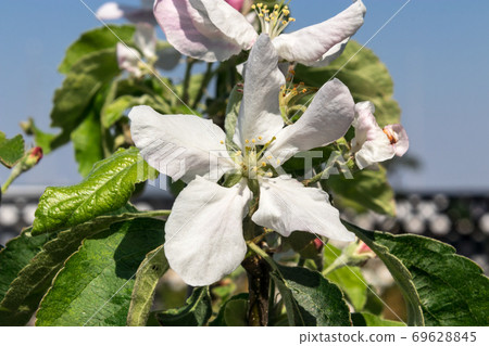 Blooming flower from granny Smith apple dwarf tree 69628845