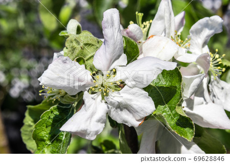 Blooming flower from granny Smith apple dwarf tree 69628846