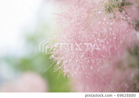 Smoke tree and water drops 69628880