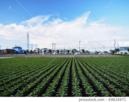 湘南三浦半島上的日本珍貴自然小泉之森（秋天） 69628971