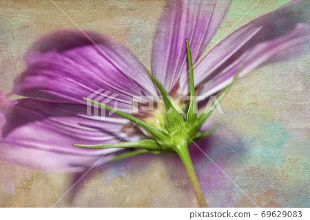 Cosmos-Cosmos Cosmos-Cosmos 69629083