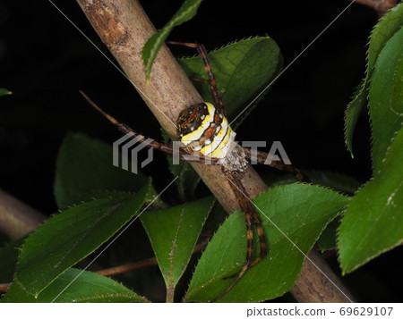 Argiope minuta resting on a tree branch Argiope minuta resting on a tree branch 69629107
