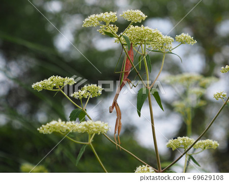 Reddish mantis Reddish mantis 69629108