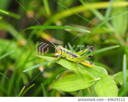 A grasshopper without wings. A male of Aofukibatta (also known as Kobanefukibatta). A grasshopper without wings. A male of Aofukibatta (also known as Kobanefukibatta). 69629112