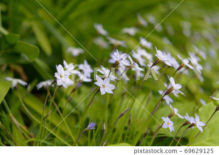 路邊的花 69629125