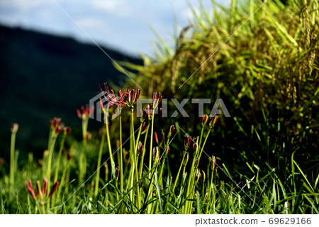 Cluster amaryllis Cluster amaryllis 69629166