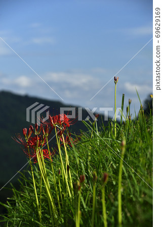 Cluster amaryllis 69629169