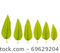 Collection of green leaves of a tree on a white background, isolate 69629204