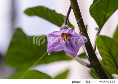 茄子花盛開 照片素材 圖片 圖庫