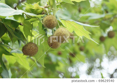 Large leaves and young fruits of sycamore Large leaves and young fruits of sycamore 69629540