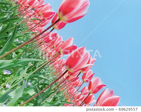 Tulip and blue sky 69629557