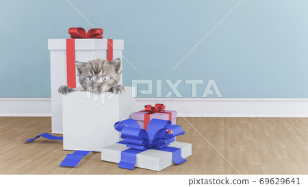 Kitten in the gift box 69629641