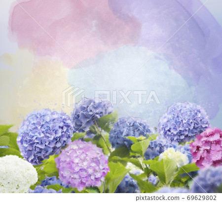 Colorful hydrangea flowers watercolor illustration. 69629802