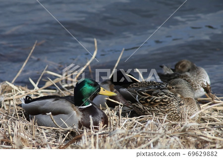 Lake shore mallard Lake shore mallard 69629882