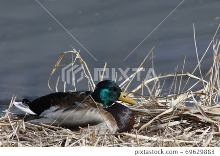 Lake shore mallard Lake shore mallard 69629883