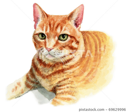 Analog watercolor tea tora cat face 69629996