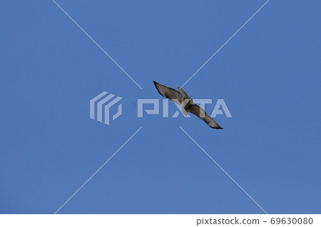 Buzzard flying in the blue sky 69630080