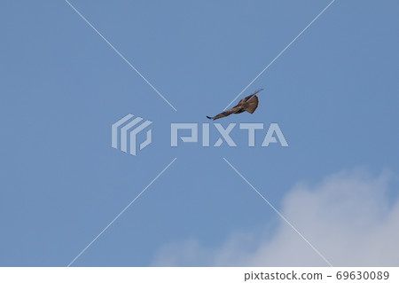 Buzzard flying in the blue sky 69630089