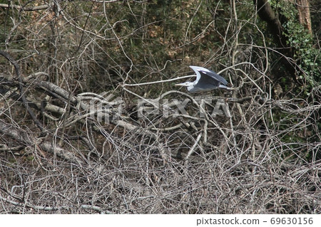Gray heron flying in the sky Gray heron flying in the sky 69630156
