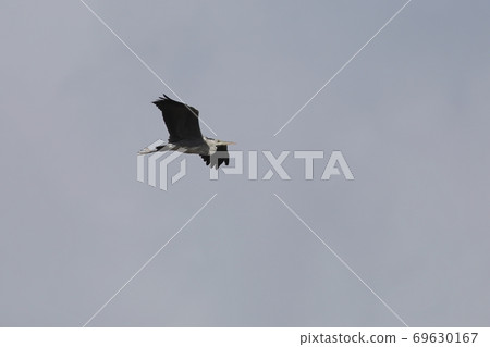 Gray heron flying in the sky 69630167