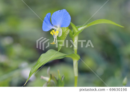 Commelina communis (Shiretoko, Hokkaido) Commelina communis (Shiretoko, Hokkaido) 69630198