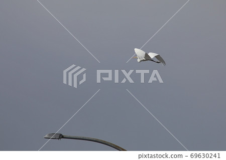 Great egret flying in the sky Great egret flying in the sky 69630241