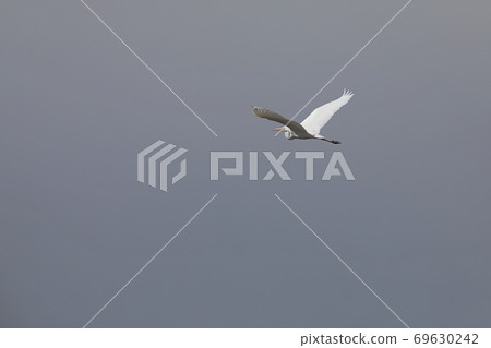 Great egret flying in the sky Great egret flying in the sky 69630242