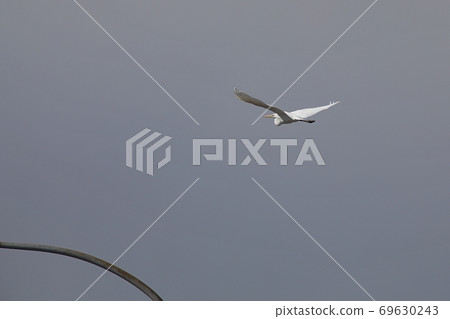 Great egret flying in the sky 69630243
