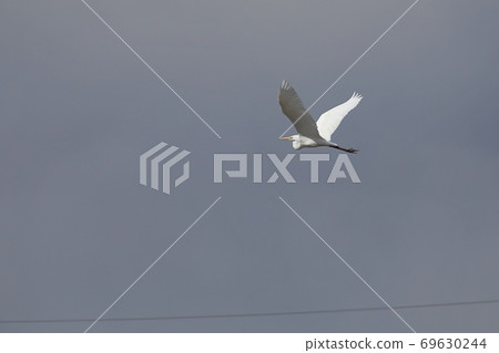 Great egret flying in the sky Great egret flying in the sky 69630244