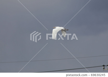 Great egret flying in the sky Great egret flying in the sky 69630245
