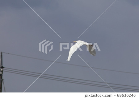 Great egret flying in the sky Great egret flying in the sky 69630246