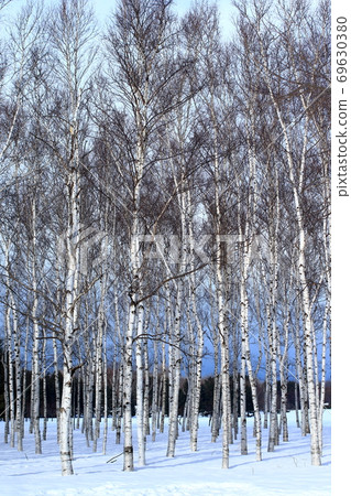 White birch White birch 69630380