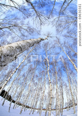 White birch White birch 69630381