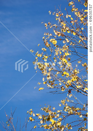 桂枯葉和藍藍的天空 69630787