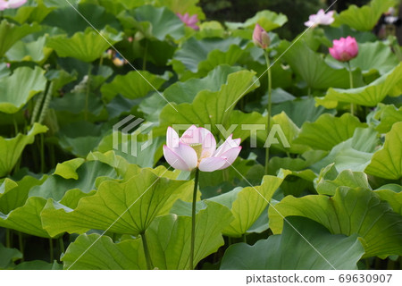 Sankeien Garden 69630907