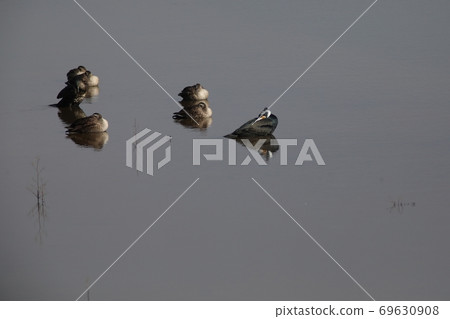 Water duck duck Water duck duck 69630908