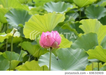 Sankeien Garden 69630909