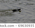 Coot grazing on the shore of the lake 69630935