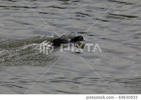 Coot grazing on the shore of the lake Coot grazing on the shore of the lake 69630935