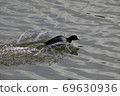 Coot grazing on the shore of the lake 69630936