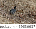 Coot grazing on the shore of the lake 69630937