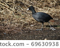 Coot grazing on the shore of the lake 69630938
