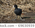 Coot grazing on the shore of the lake 69630939