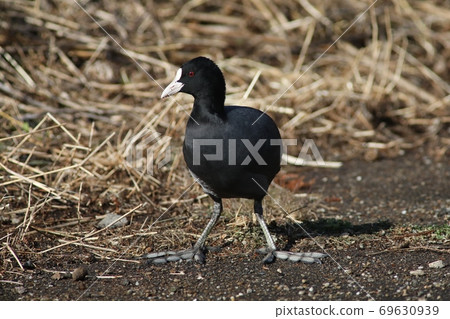 Coot grazing on the shore of the lake Coot grazing on the shore of the lake 69630939