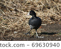 Coot grazing on the shore of the lake 69630940