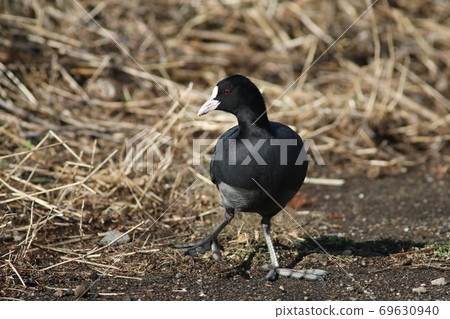 Coot grazing on the shore of the lake Coot grazing on the shore of the lake 69630940