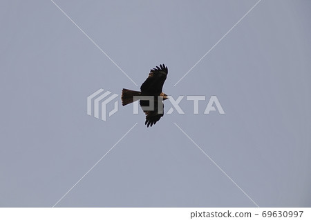 Tobi flying in the sky Tobi flying in the sky 69630997